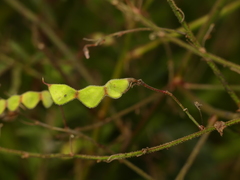 Desmodium nuttallii