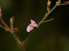 Desmodium nuttallii