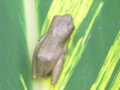 Hyperolius