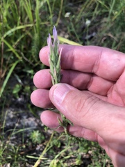Liatris elegans elegans