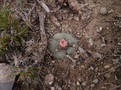 Lophophora williamsii