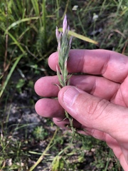Liatris elegans elegans