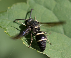 Euodynerus schwarzi