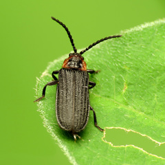 Eropterus