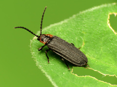Eropterus