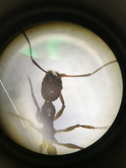 Aphaenogaster ashmeadi