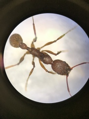 Aphaenogaster ashmeadi