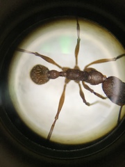 Aphaenogaster ashmeadi