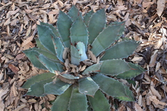 Agave nuusaviorum