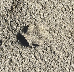 Lycalopex fulvipes