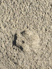 Lycalopex fulvipes