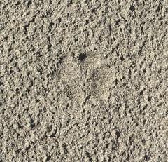 Lycalopex fulvipes