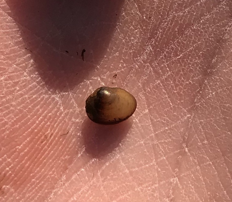Pisidium llanquihuense