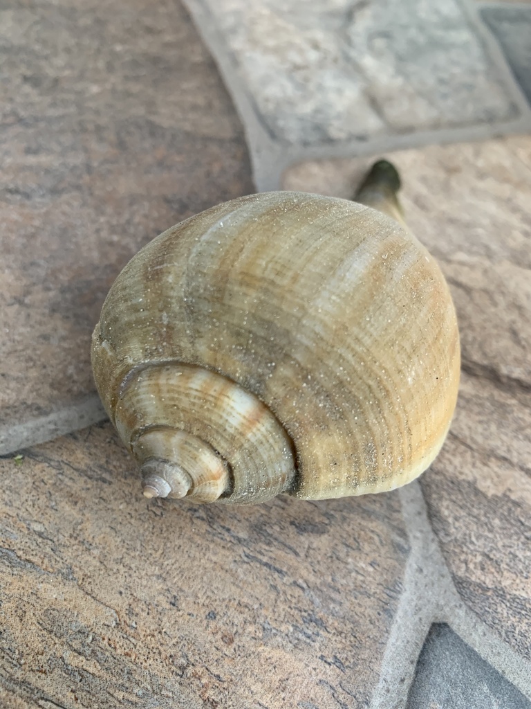 pear whelk