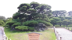 Pinus