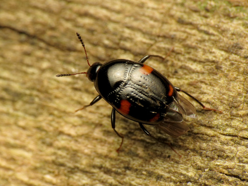 Photograph of Shining Fungus Beetles