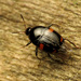 Scaphidiinae - Photo (c) Katja Schulz, algunos derechos reservados (CC BY)