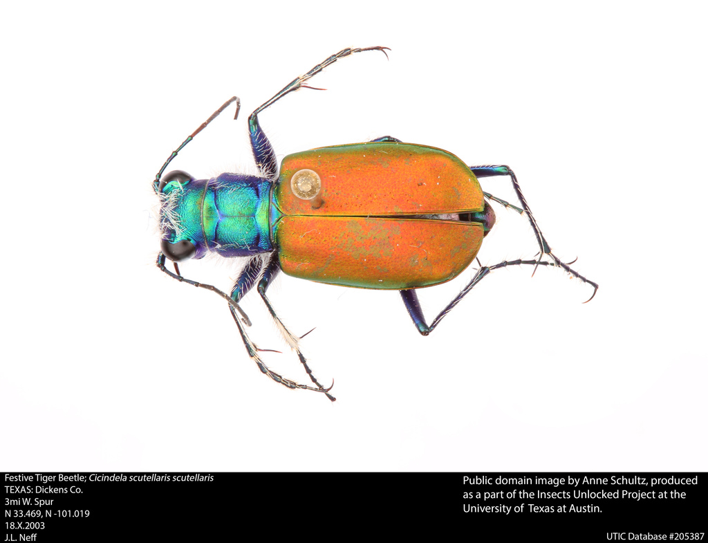 Festive Tiger Beetle