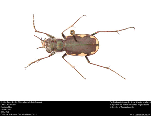 Festive Tiger Beetle photo 3