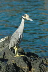 Nyctanassa violacea gravirostris