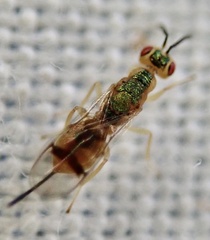 Bootanomyia