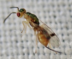 Bootanomyia