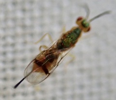 Bootanomyia