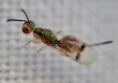 Bootanomyia