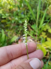 Spiranthes lacera lacera