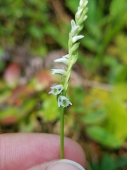 Spiranthes lacera lacera