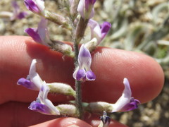 Astragalus layneae