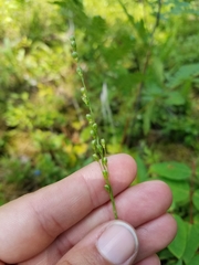 Dichanthelium xanthophysum