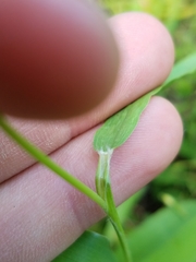 Dichanthelium xanthophysum