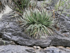 Agave striata