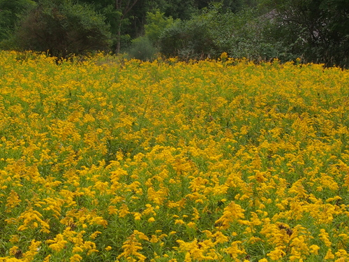 Solidago altissima