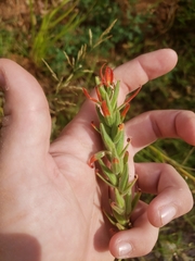 Castilleja minor