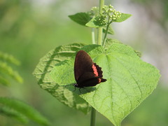 Biblis