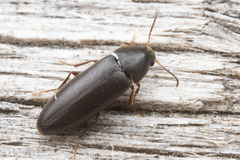Melandryidae