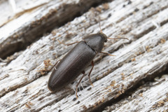 Melandryidae