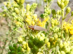 Copidita quadrimaculata