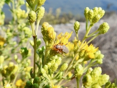 Copidita quadrimaculata