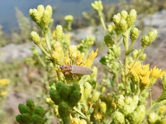 Copidita quadrimaculata