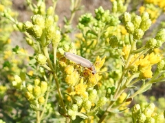 Copidita quadrimaculata