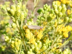 Copidita quadrimaculata