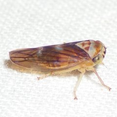 Populicerus formosus