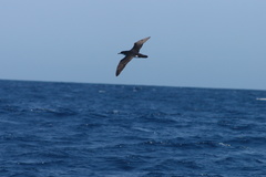 Puffinus auricularis