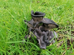 Omphalotus mexicanus