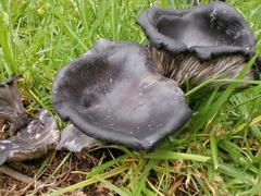 Omphalotus mexicanus