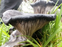 Omphalotus mexicanus