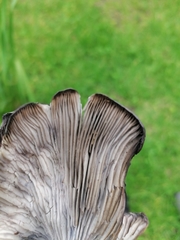 Omphalotus mexicanus